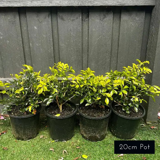 Murraya paniculata (Orange Jessamine) evergreen shrub with glossy foliage and fragrant white flowers, ideal for hedging, pots, or topiary.