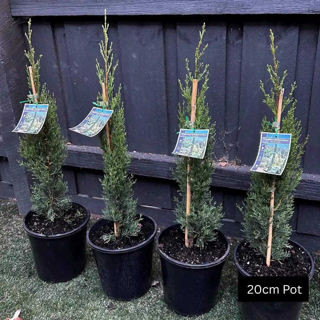 Italian Pencil Pine (Cupressus sempervirens Glauca) narrow upright evergreen conifer with deep green foliage, ideal for formal gardens, screening, entry statements and large planter pots.