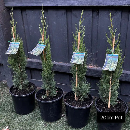 Italian Pencil Pine (Cupressus sempervirens Glauca) narrow upright evergreen conifer with deep green foliage, ideal for formal gardens, screening, entry statements and large planter pots.