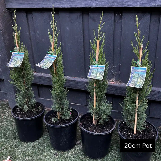 Italian Pencil Pine (Cupressus sempervirens Glauca) narrow upright evergreen conifer with deep green foliage, ideal for formal gardens, screening, entry statements and large planter pots.