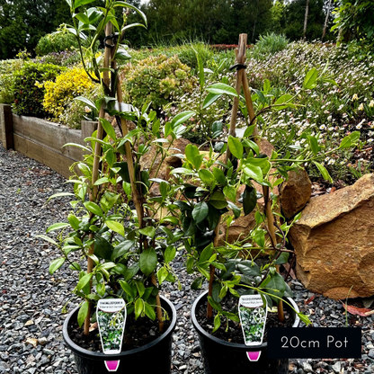 Chinese Star jasmine, best selling evergreen climbing plants for pergolas, archways and fencelines. Fragrant summer and spring blooms. 