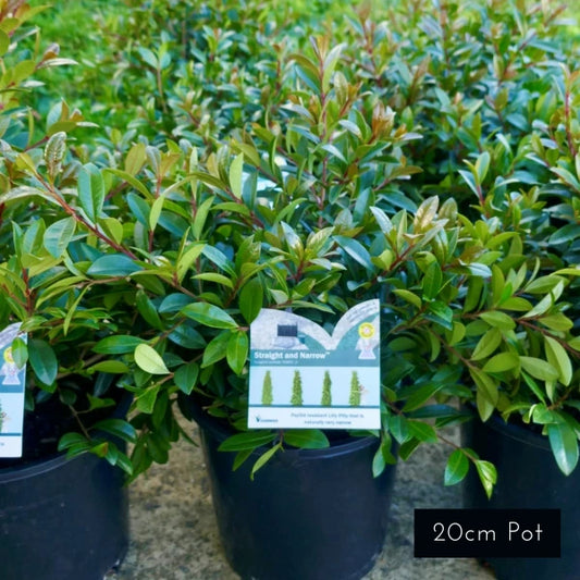 Ideal for narrow evergreen screening, small spaces, fence line planting, Syzygium Australe Straight and Narrow is an  Australian Native lilly pilly variety. Low maintenance and hardy and ideal for narrow spaces .