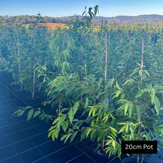 Weeping lilly pilly waterhousia floribunda for fast growing screening and hedging