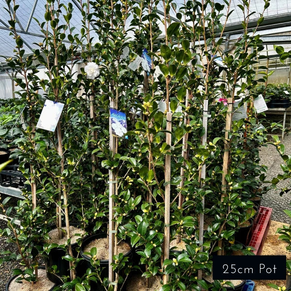 Camellia Sasanqua Avalanche Slimline