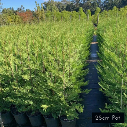 BetterGreen Cypress 'Madeline'