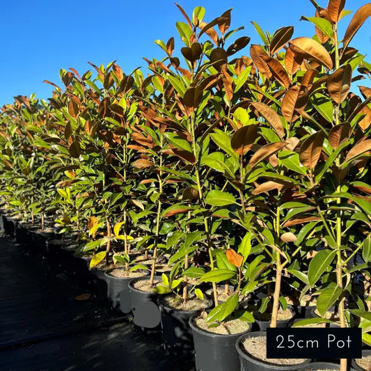 Magnolia Exmouth
