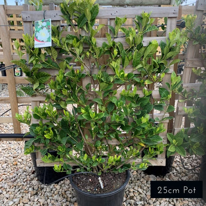 Espalier Gardenia