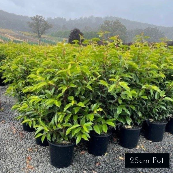 Portuguese Laurel