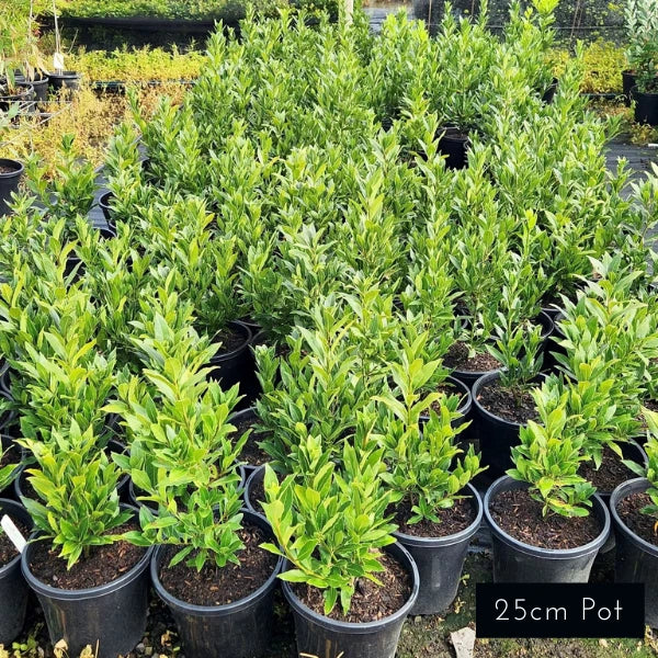Miles Choice Laurus nobilis
