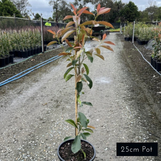 Photinia Robusta
