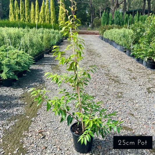 Weeping Lilly Pilly