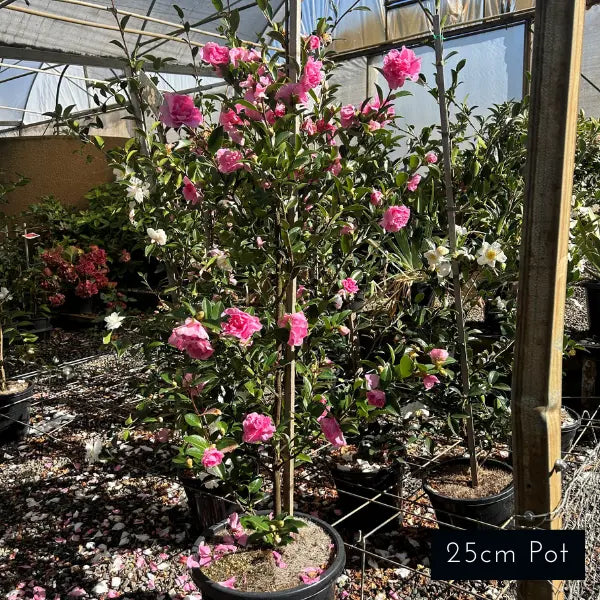 Camellia Sasanqua Slimline With Love