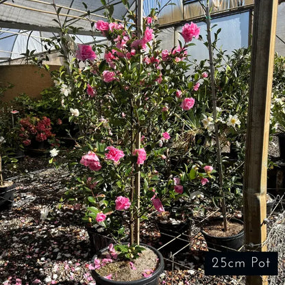 Camellia Sasanqua Slimline With Love