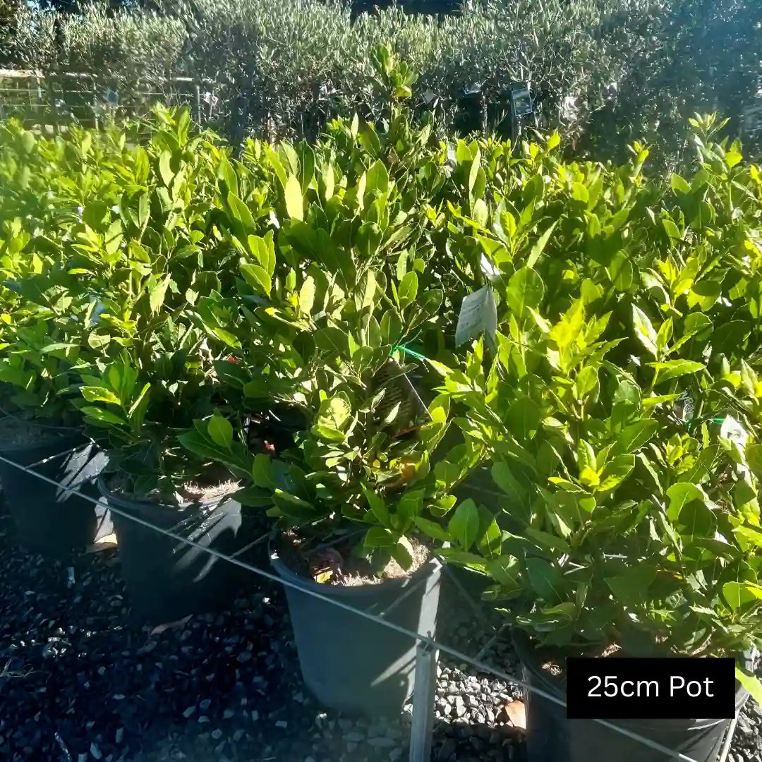 Dwarf Bay Tree (Laurus nobilis) compact evergreen bay laurel with aromatic culinary leaves, neat growth and ideal for pots, hedging or kitchen garden planting.