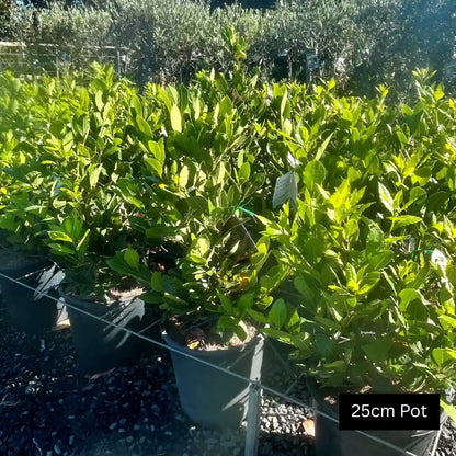 Dwarf Bay Tree (Laurus nobilis) compact evergreen bay laurel with aromatic culinary leaves, neat growth and ideal for pots, hedging or kitchen garden planting.
