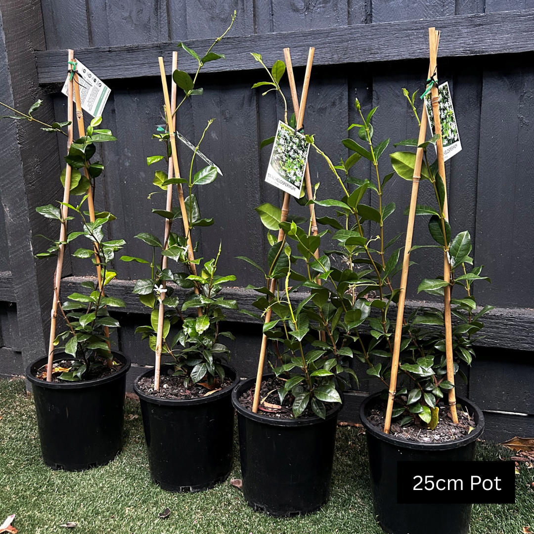 Chinese Star Jasmine (Trachelospermum jasminoides) climbing evergreen with glossy green leaves and fragrant white flowers, ideal for trellis, fences and planter pots.