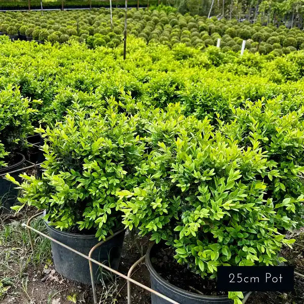 Best Selling English box hedging for instant hedges and garden borders. Easy to prune with lush evergreen foliage. 