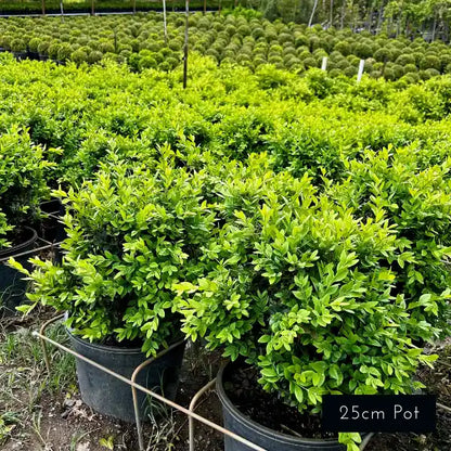 Best Selling English box hedging for instant hedges and garden borders. Easy to prune with lush evergreen foliage. 