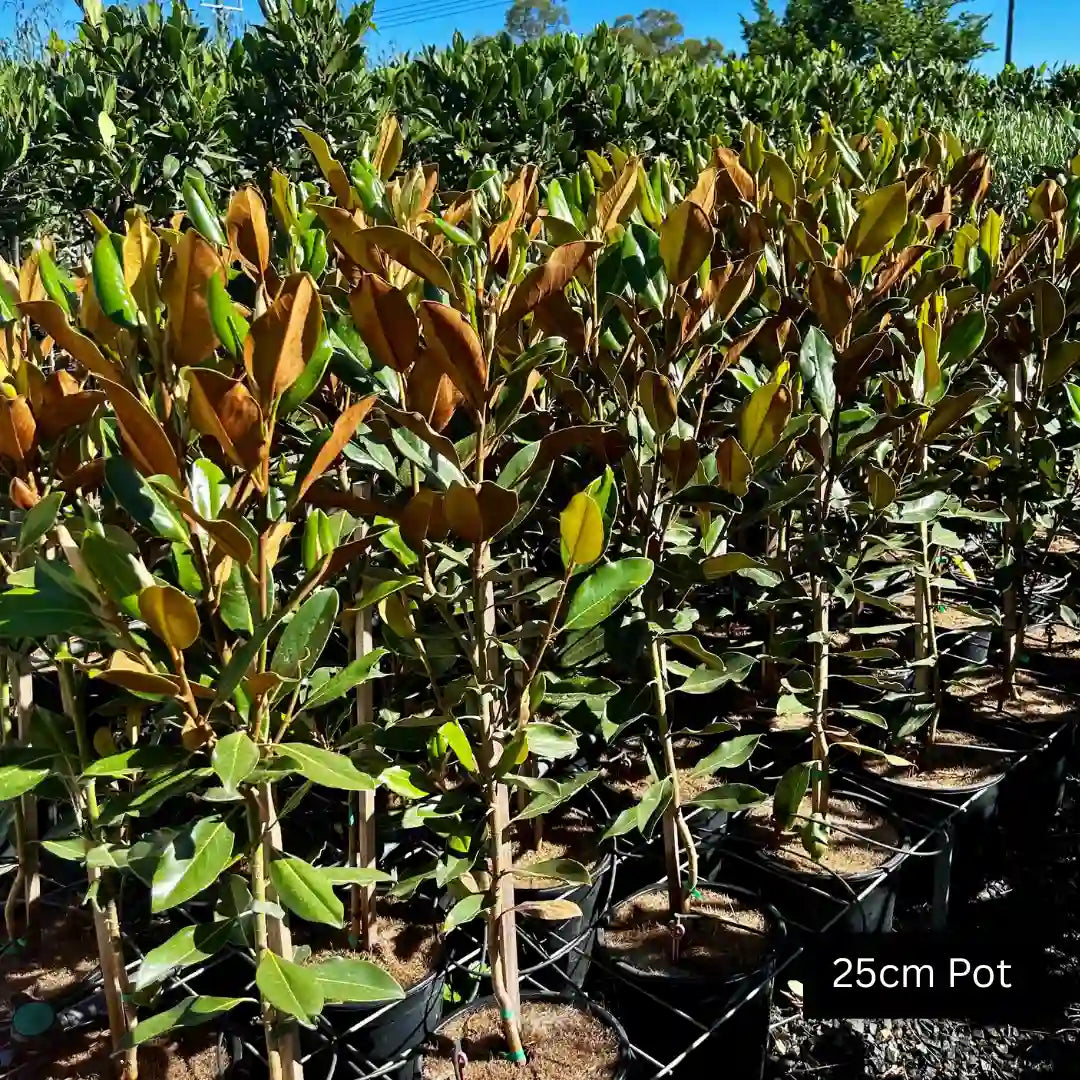 Little Gem Magnolia (Magnolia grandiflora ‘Little Gem’) evergreen magnolia tree with glossy foliage, compact upright growth and fragrant creamy white flowers ideal for hedging, screening or feature planting.
