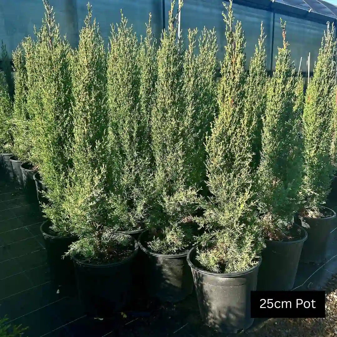 Italian Pencil Pine (Cupressus sempervirens ‘Glauca’) upright evergreen conifer with cool blue green foliage, narrow growth habit and ideal for screening, feature planting or formal landscapes.