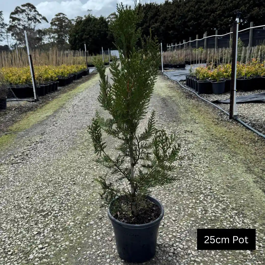 Western Red Cedar ‘Fastigiata’ (Thuja plicata) narrow upright evergreen tree with dense green foliage, ideal for screening and boundary planting.