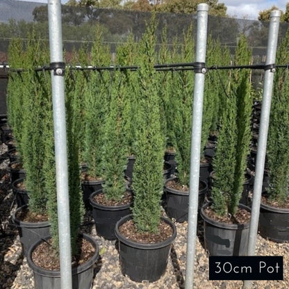 Italian Pencil Pine