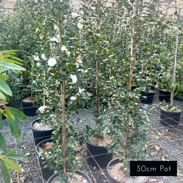 Camellia Sasanqua Avalanche Slimline