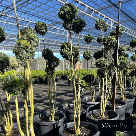 Topiary Cloud