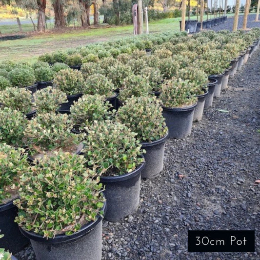 Correa Alba Topiary Balls