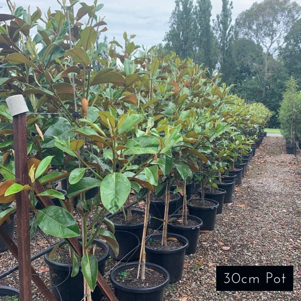 Magnolia Exmouth