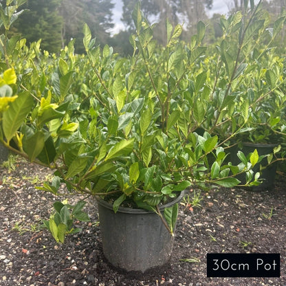 Gardenia Florida