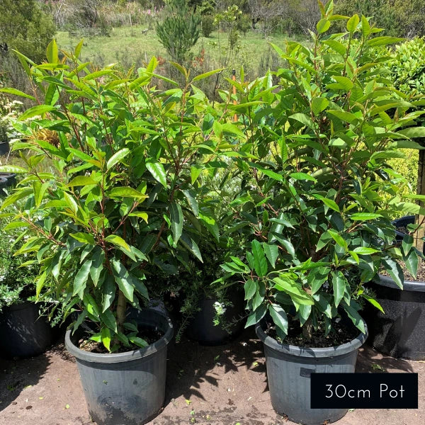 Portuguese Laurel