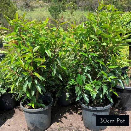 Portuguese Laurel
