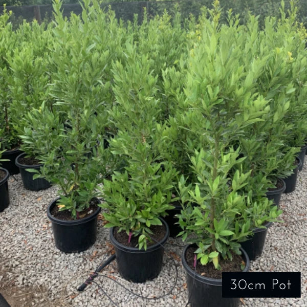 Miles Choice Laurus nobilis
