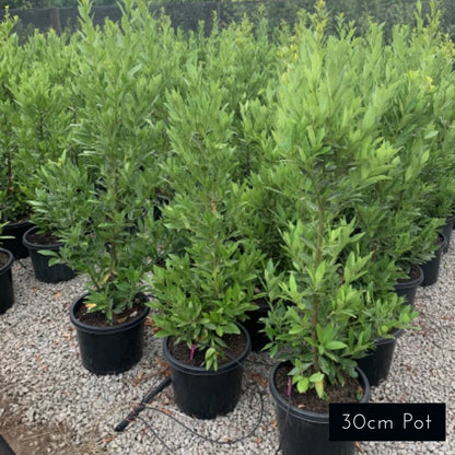 Miles Choice Laurus nobilis