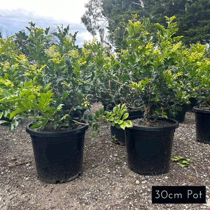 Murraya Paniculata