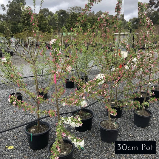 Crabapple Sugar Thyme