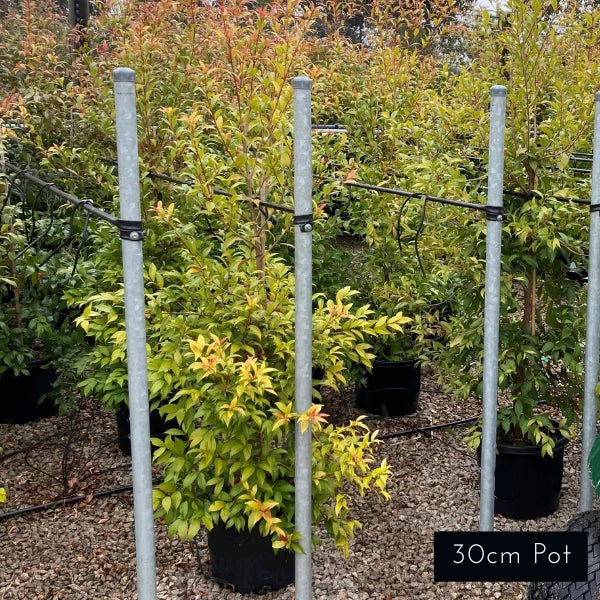 Syzygium Australe