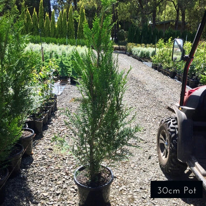 Thuja plicata Fastigiata