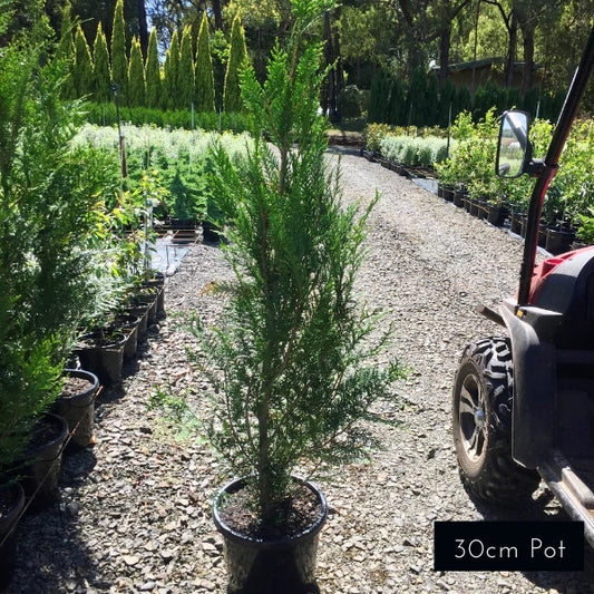 Thuja plicata Fastigiata