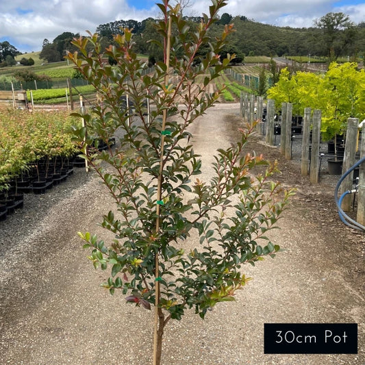 Tonto Crepe Myrtle