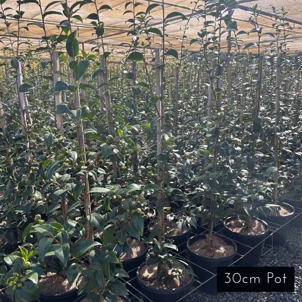 Camellia Sasanqua Paradise