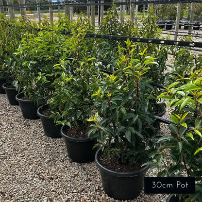 One of Melbournes most popular screening and hedging plants, Portuguese Laurels are a hardy and reliable evergreen variety. 