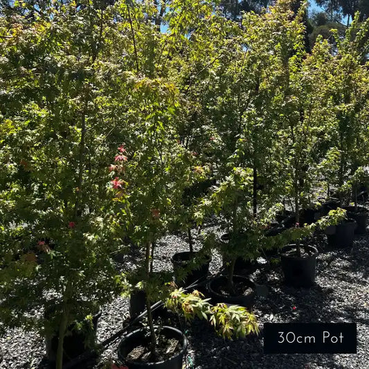 Upright green japanese maple Acer Palmatum, green spring foliage with brilliant Autumn change. 