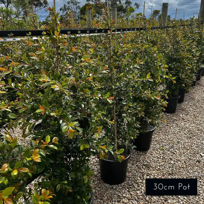 Evergreen Syzygium australe Backyard Bliss hedge showing compact growth suitable for privacy planting.
