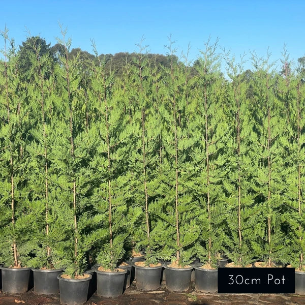 Fast growing, canker resilience, Bettergreen "Madeline" Cypress screening plants, ideal for property dividing, wind breaking, farming and large scale screening solutions. 