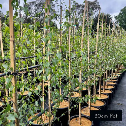 Classic Silver Birch Betula Pendula for avenue planting and fence lining. 