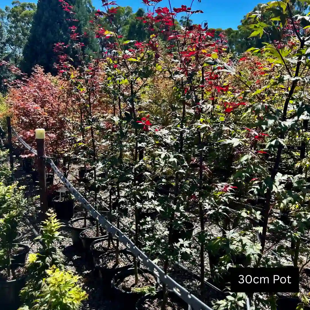 Bloodgood Japanese Maple (Acer palmatum ‘Bloodgood’) deciduous feature tree with deep burgundy foliage, elegant branching and striking seasonal colour ideal for garden focal points