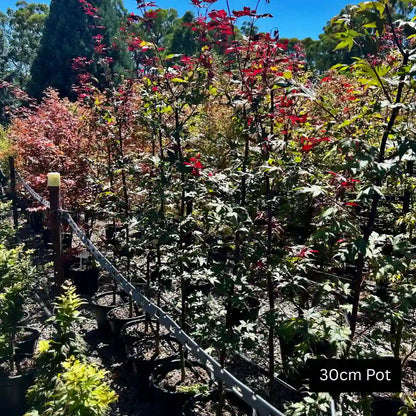 Bloodgood Japanese Maple (Acer palmatum ‘Bloodgood’) deciduous feature tree with deep burgundy foliage, elegant branching and striking seasonal colour ideal for garden focal points