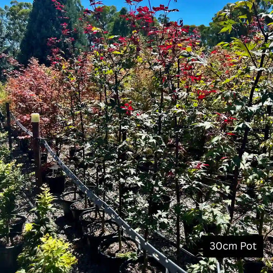 Bloodgood Japanese Maple (Acer palmatum ‘Bloodgood’) deciduous feature tree with deep burgundy foliage, elegant branching and striking seasonal colour ideal for garden focal points